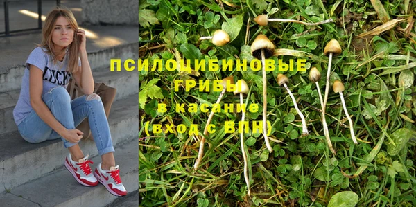 прущие крисы Новозыбков