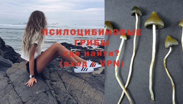 прущие крисы Новозыбков
